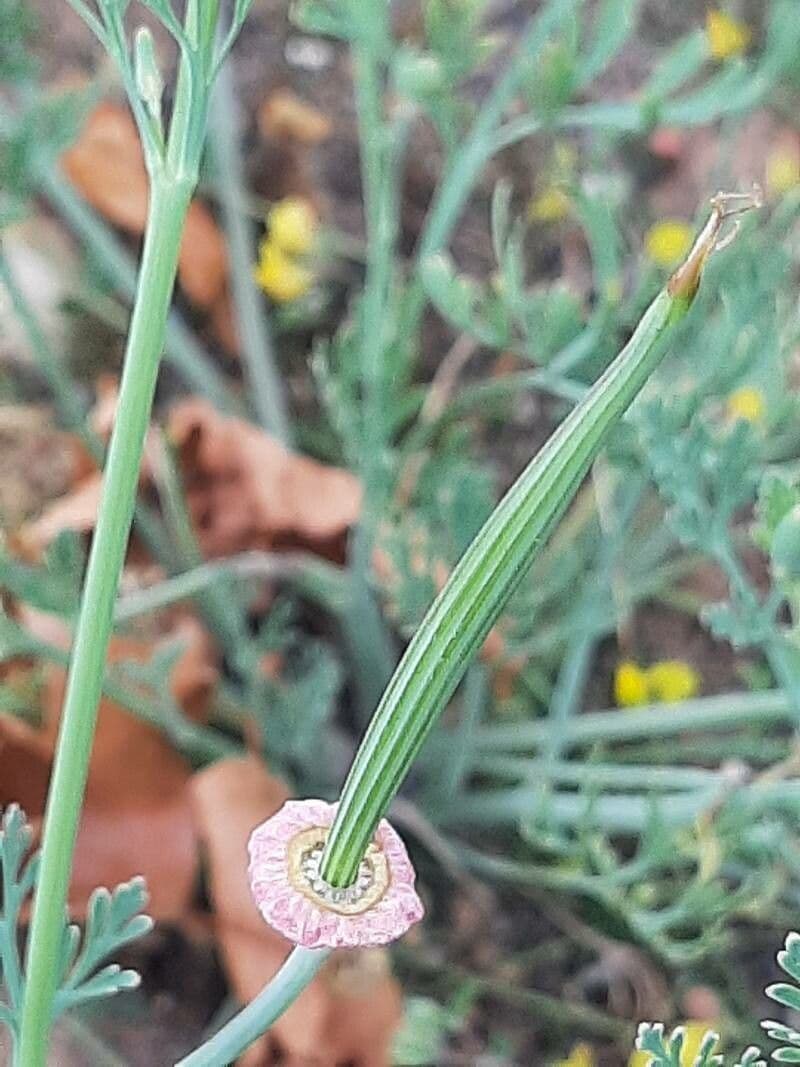 Kalifornischer Mohn 3