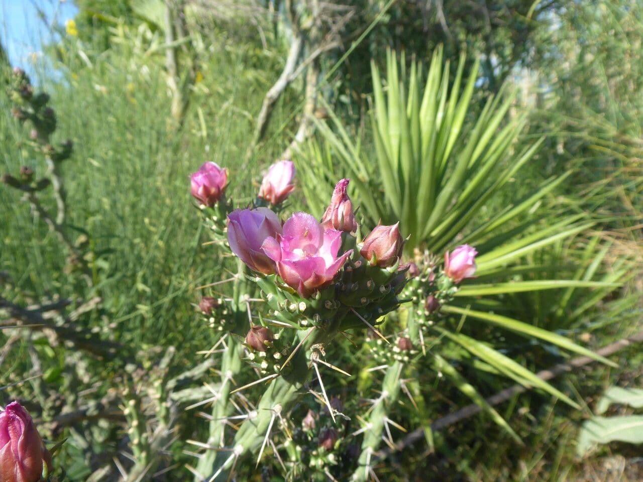 Cholla di Klein 4