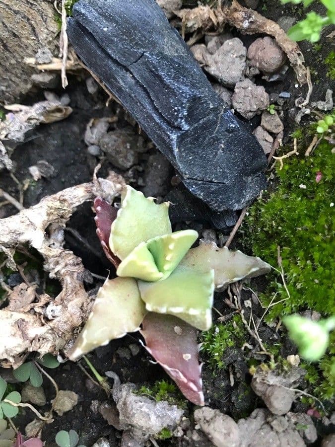 Faucaria 6