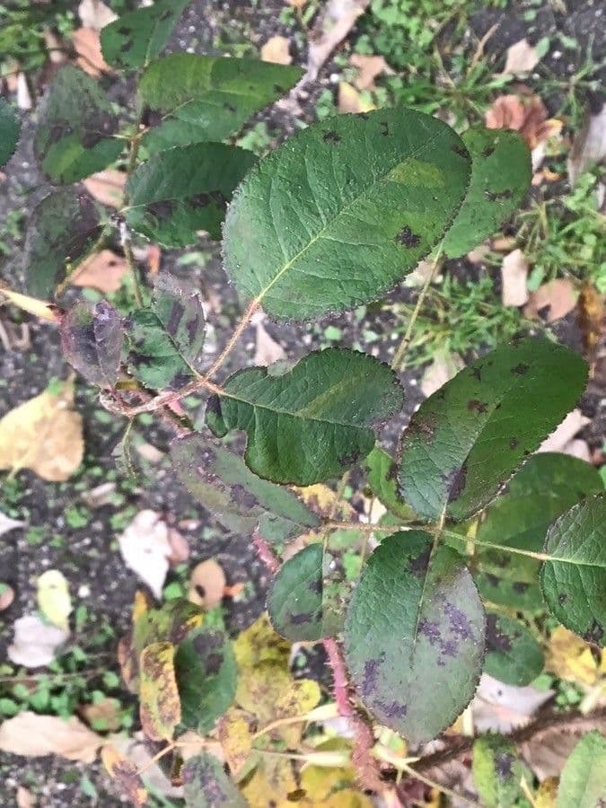 Rosa centifolia 12