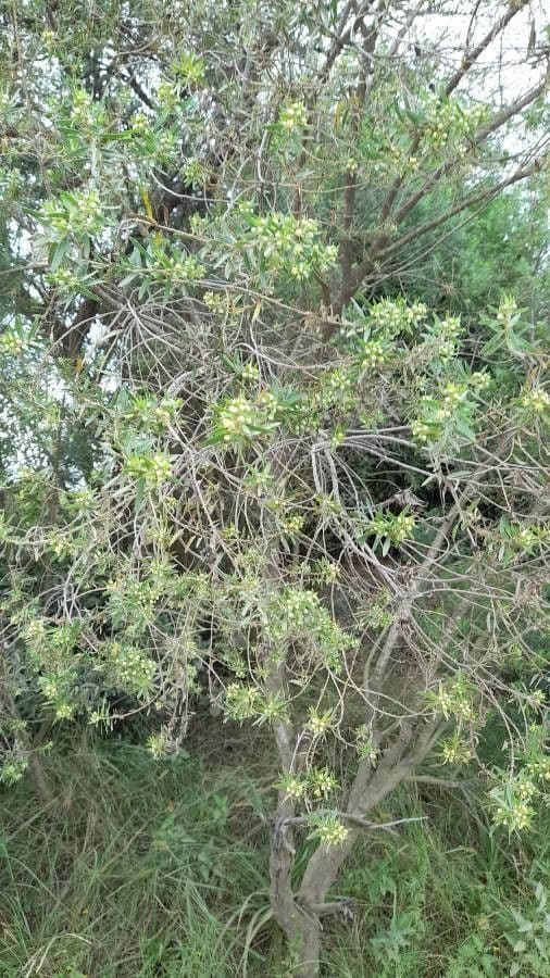 Baccharis dracunculifolia 8
