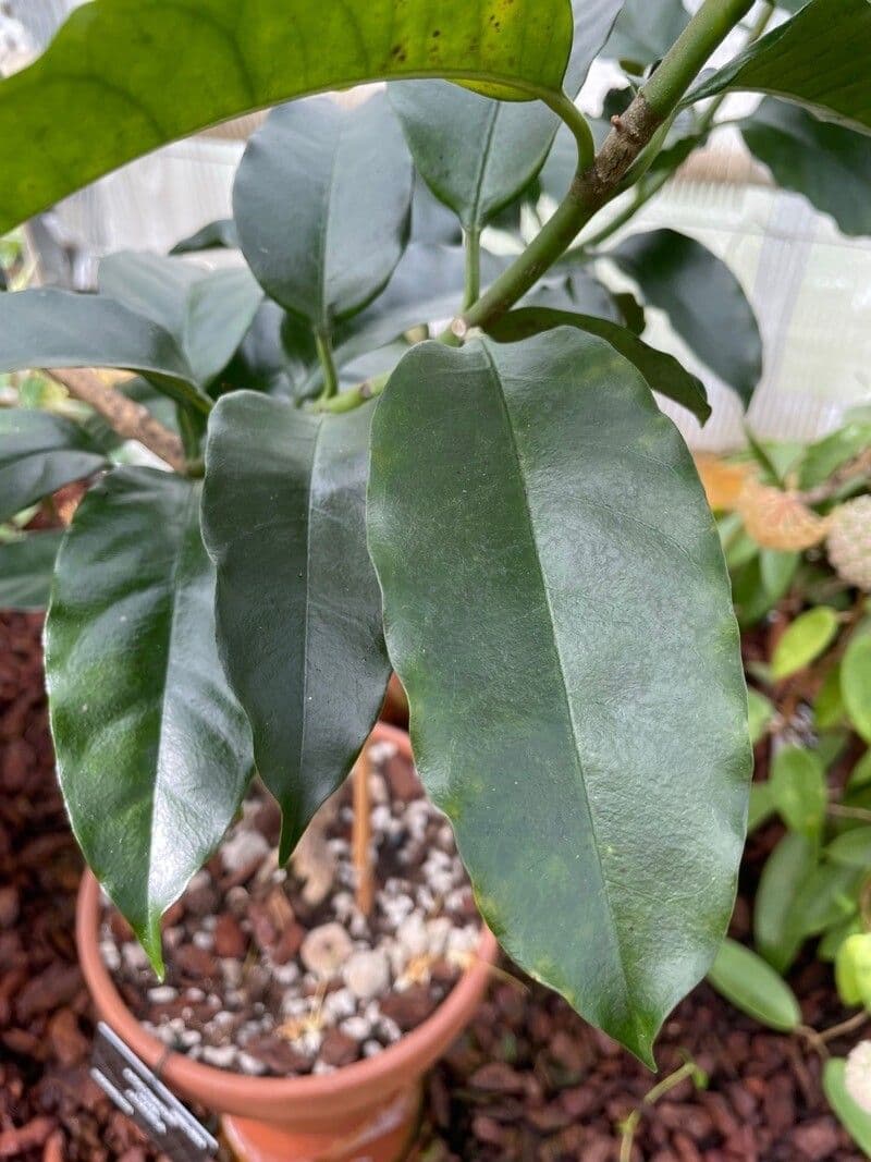 Hoya 7
