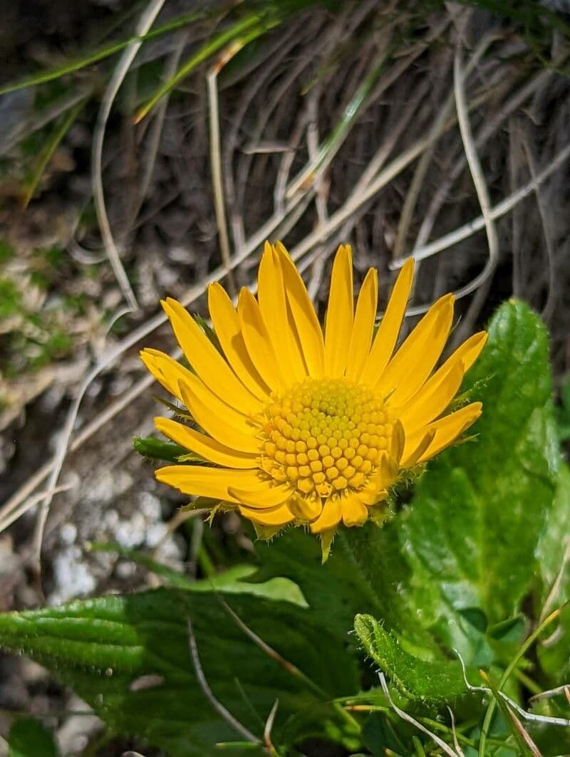 Doronico 4