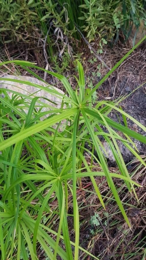 Cyperus alterniflorus 2
