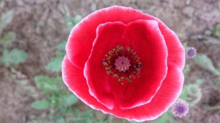 Schlafmohn 9