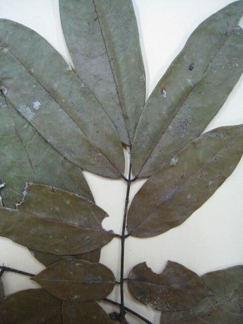 Andira 2