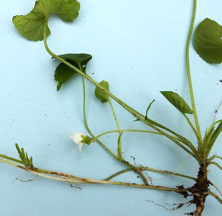 Viola odorata 23