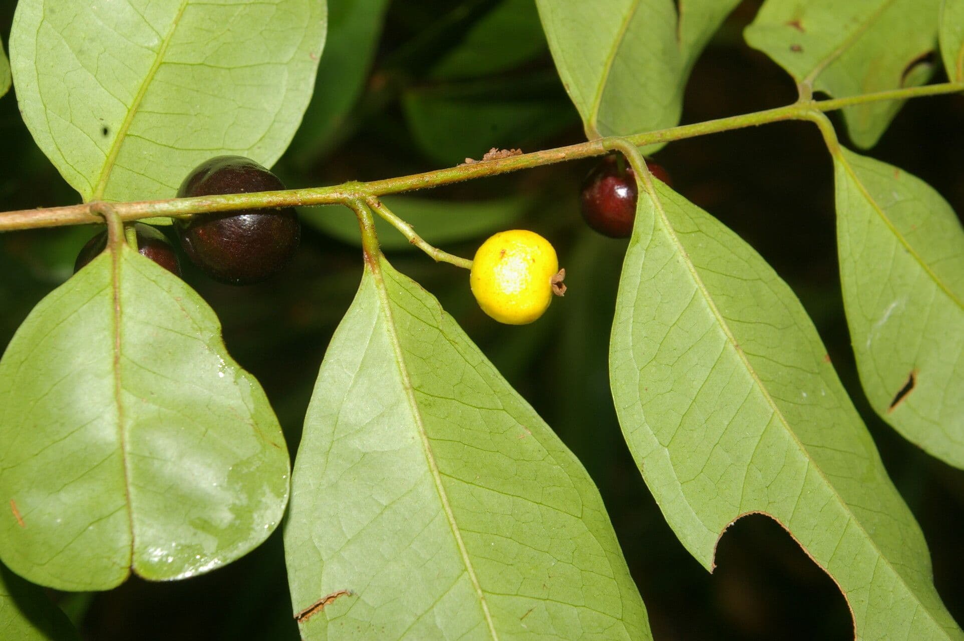 Eugenia 10