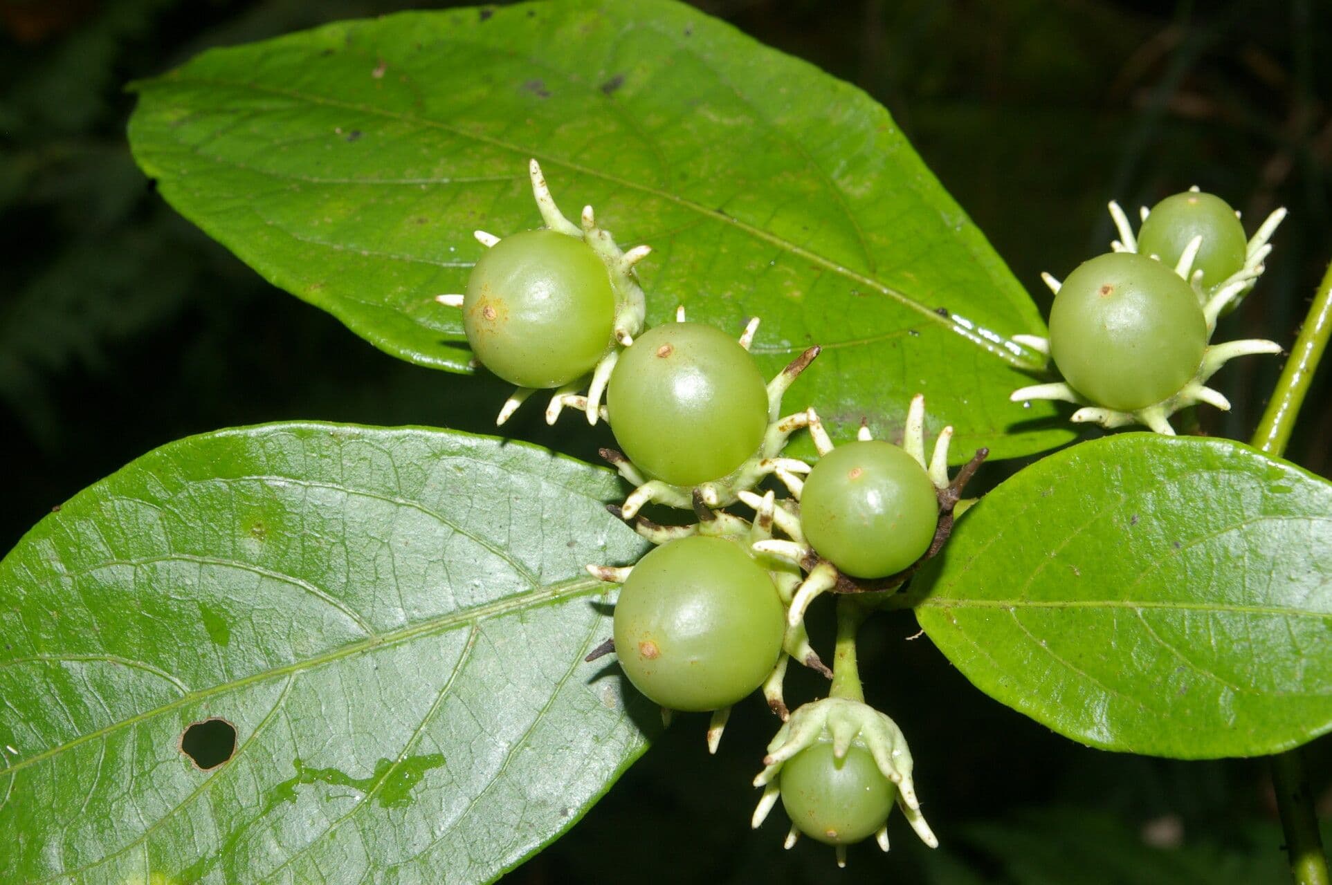 Lycianthes pauciflora