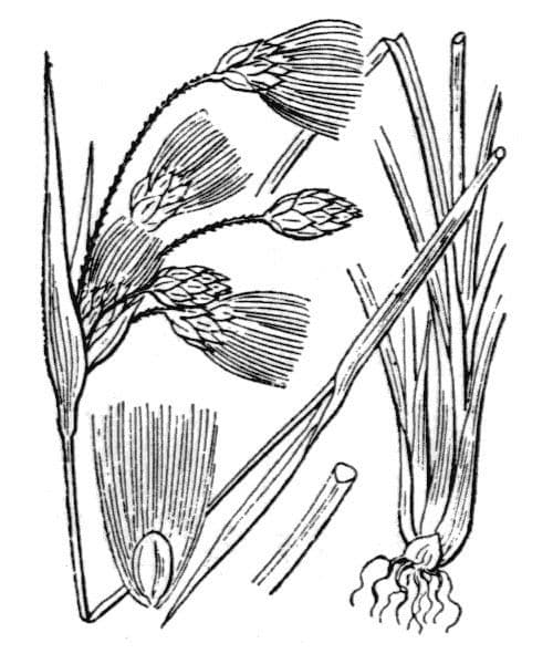 Breitblättriges Wollgras 30