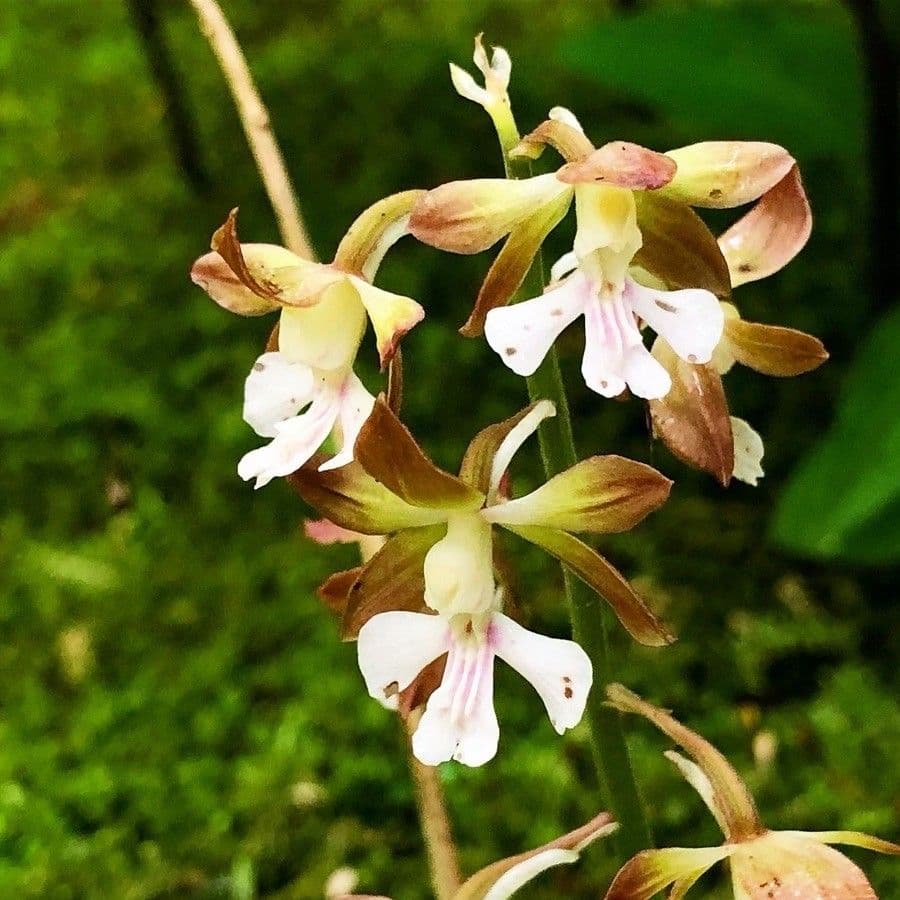 Calanthe d'Autunno 4