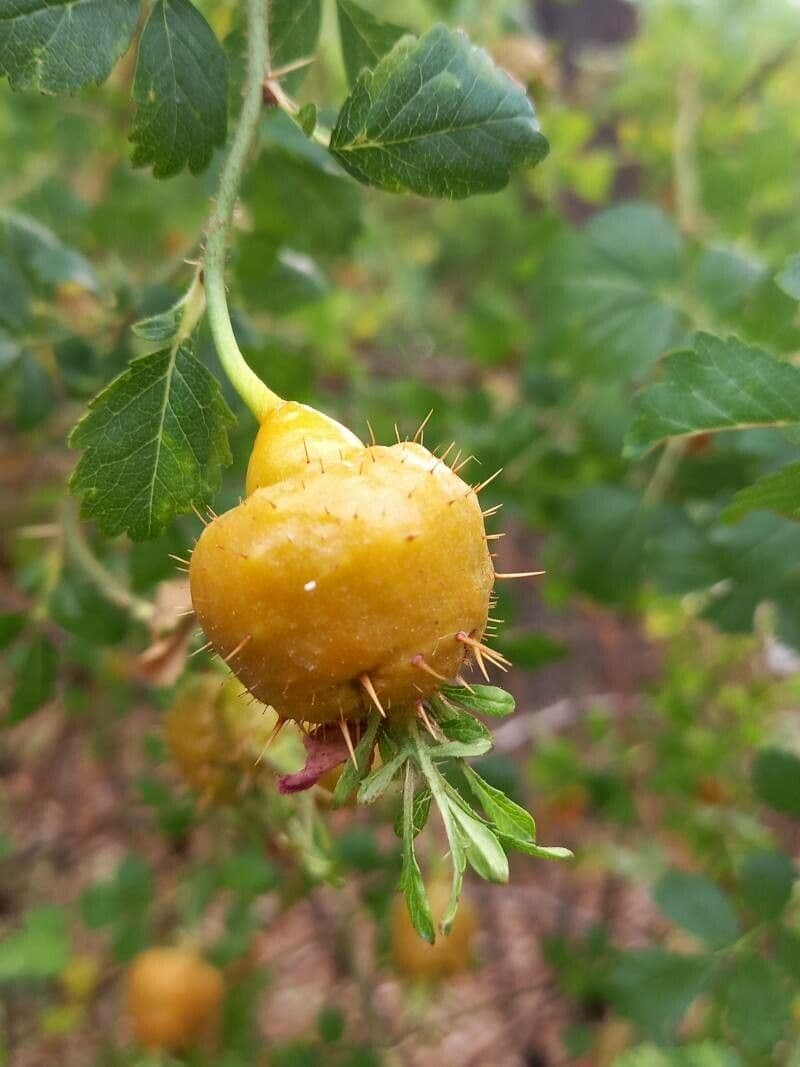 Rosa del deserto