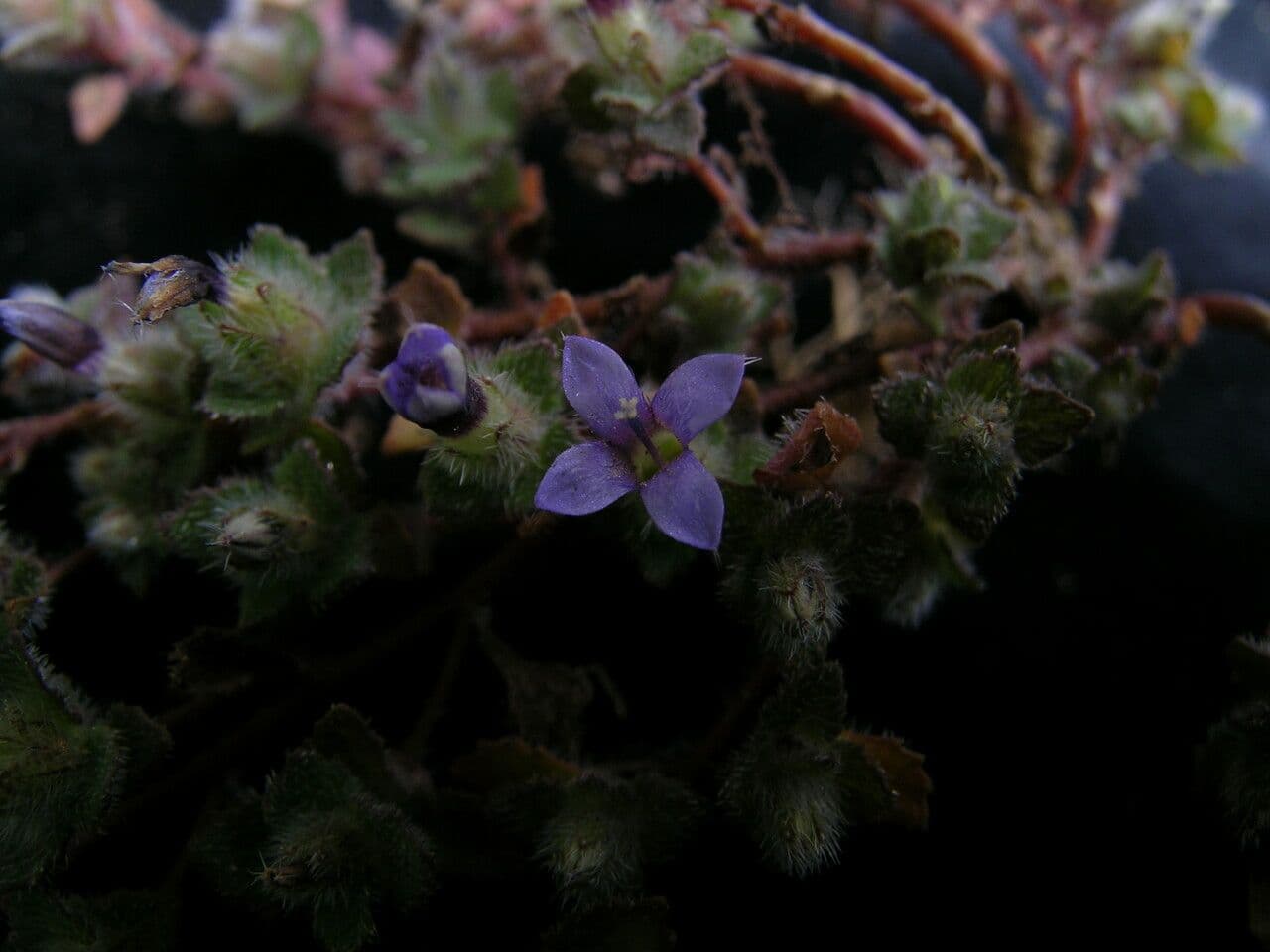 Cyananthus 5