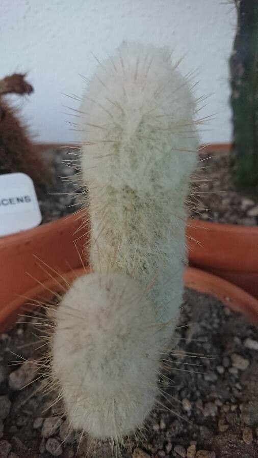 Espostoa lanata 12