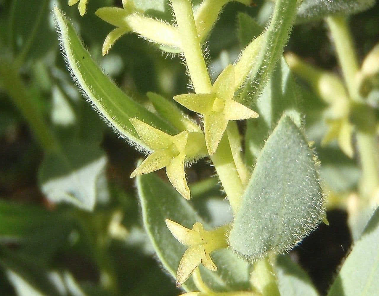 Thymelaea sanamunda 4