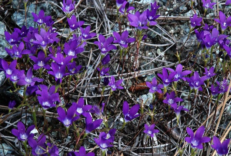 Githopsis 6