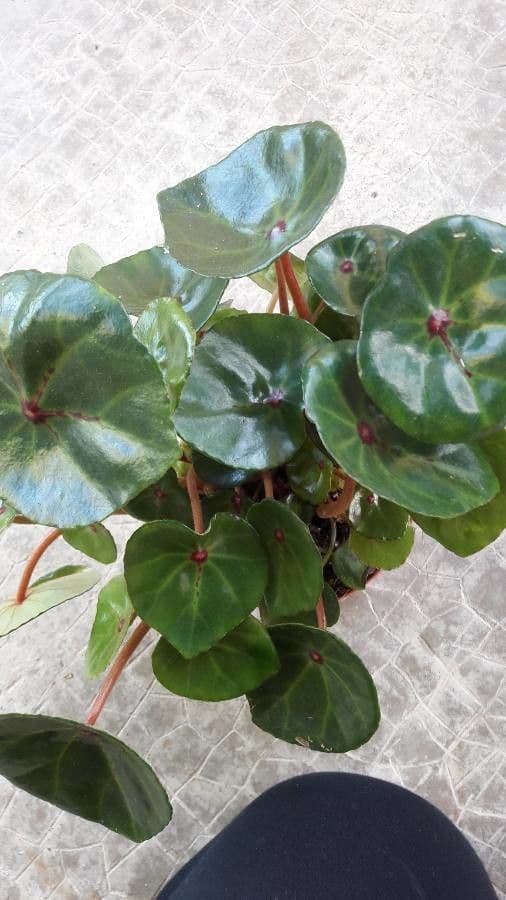 Begonia 3