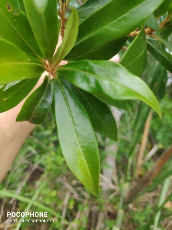 Myrsine coriacea 10