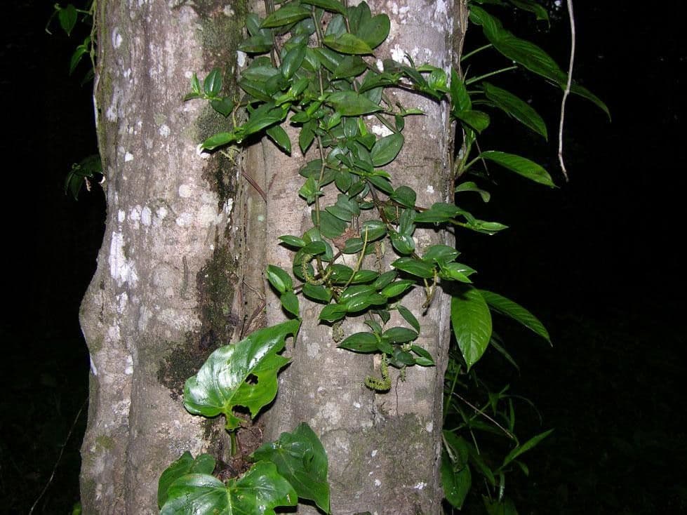 Peperomia 3