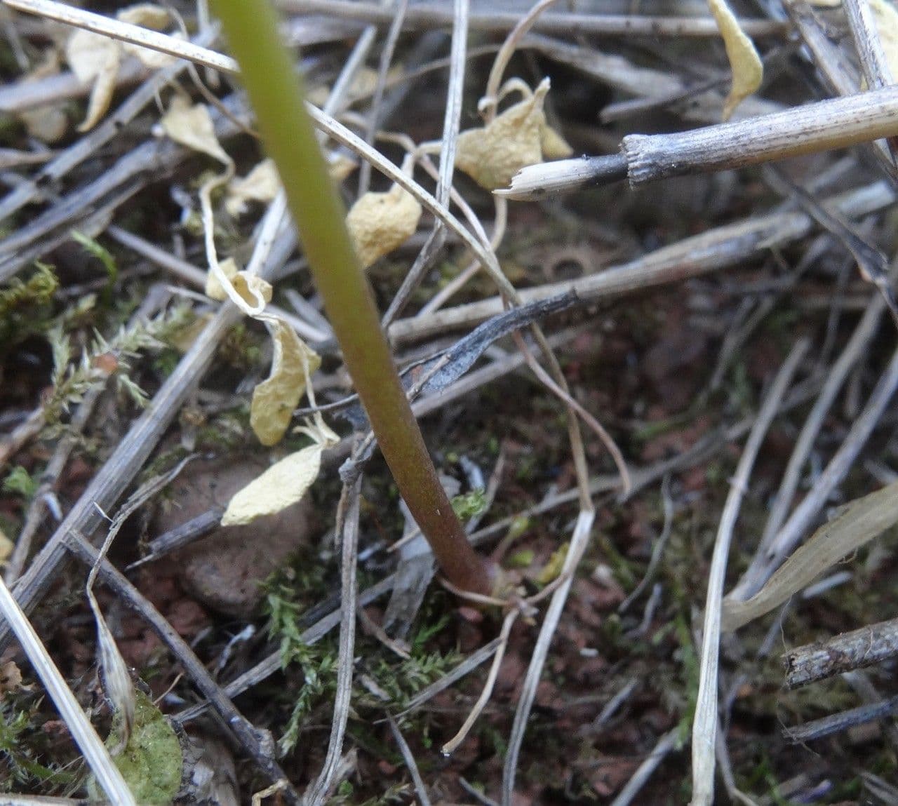 Lenec pelisseriana 18