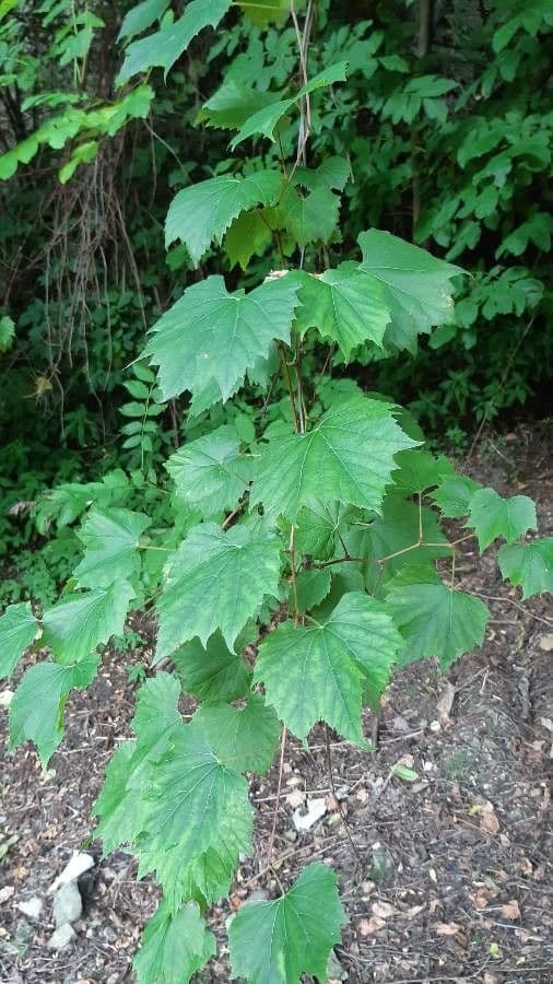 Vite rotondifolia 13