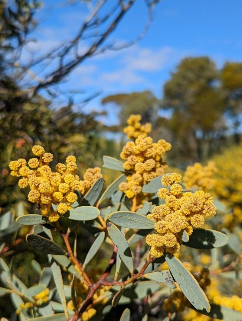 Acacia