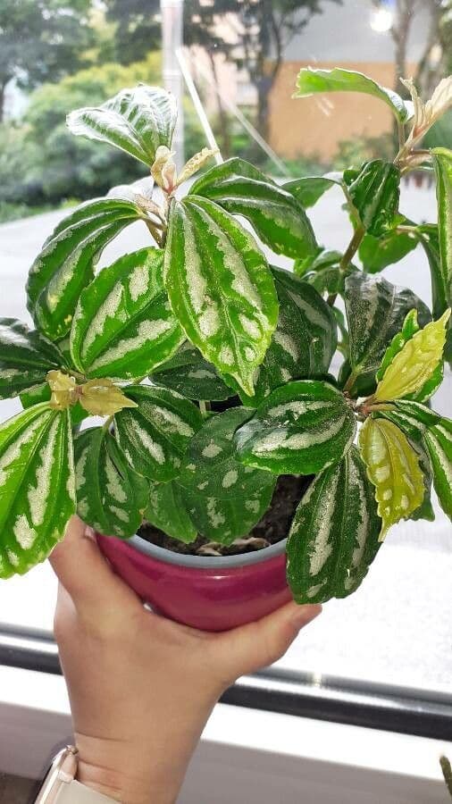 Pilea 14