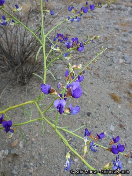 Psorothamnus schottii 8