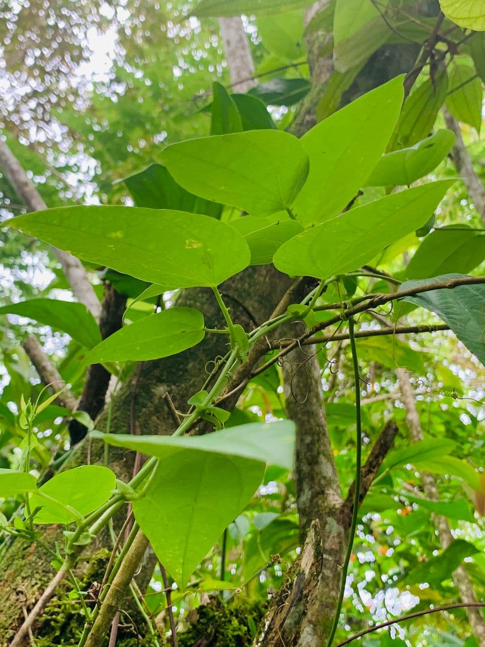 Passiflora 9