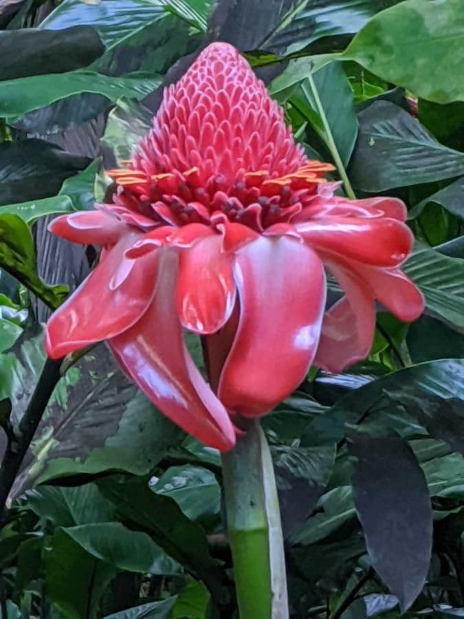 Fleur de cire philippine 6