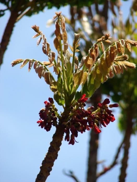 Phyllanthus 10