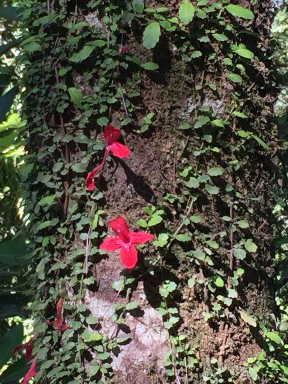Asteranthera 22
