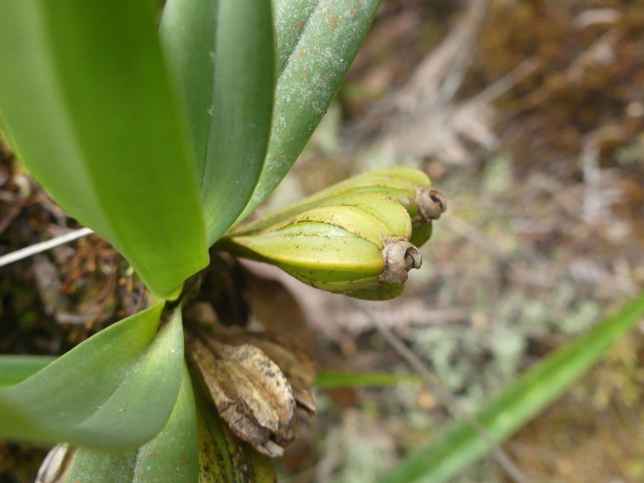 Angraecum 2