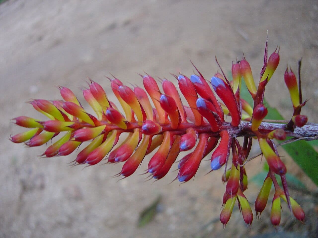 Aechmea
