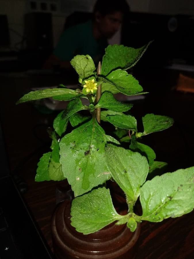 Melampodium 10