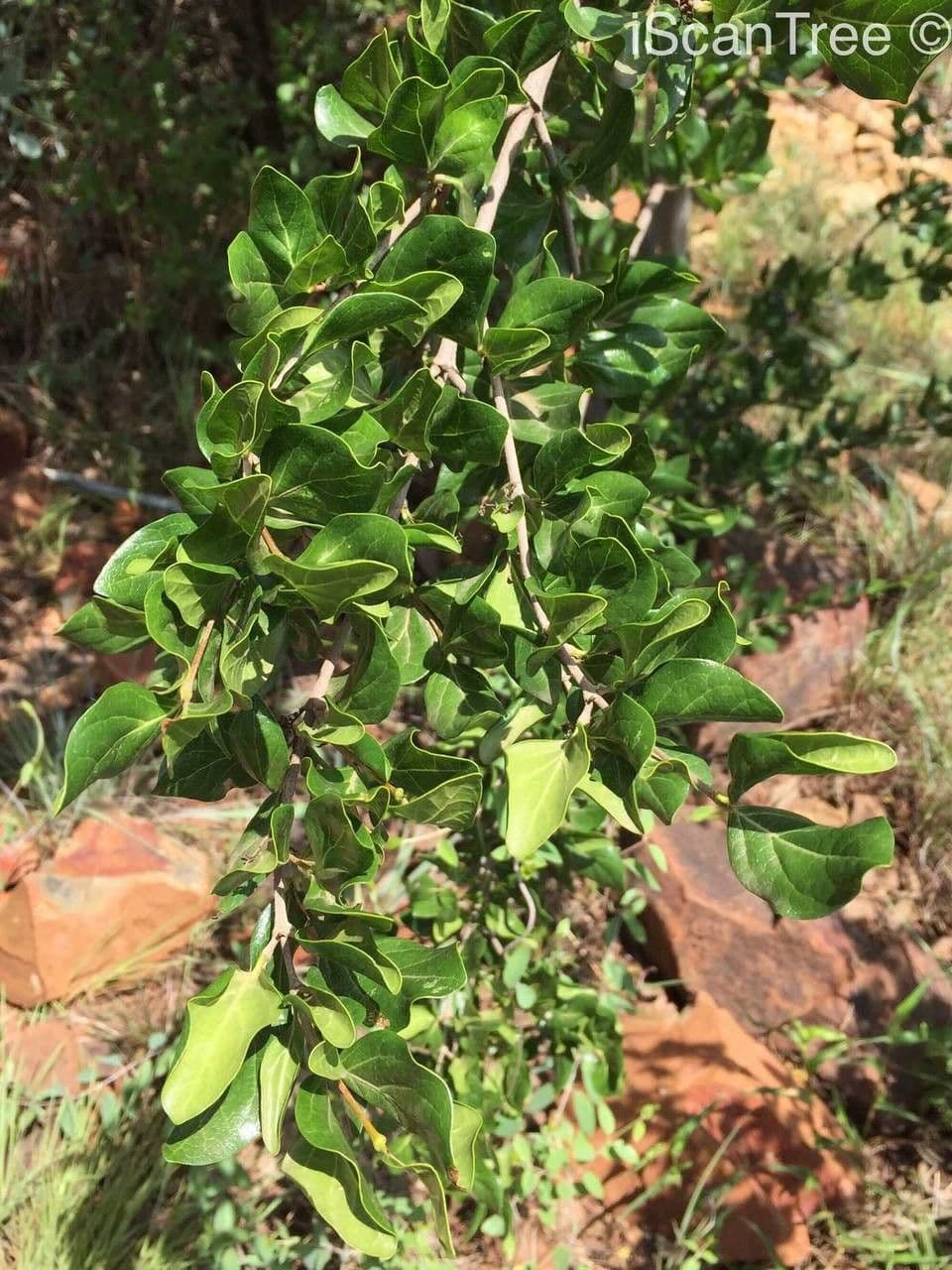 Afrocanthium 3