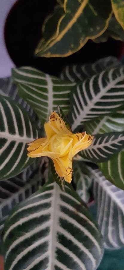 Aphelandra 4