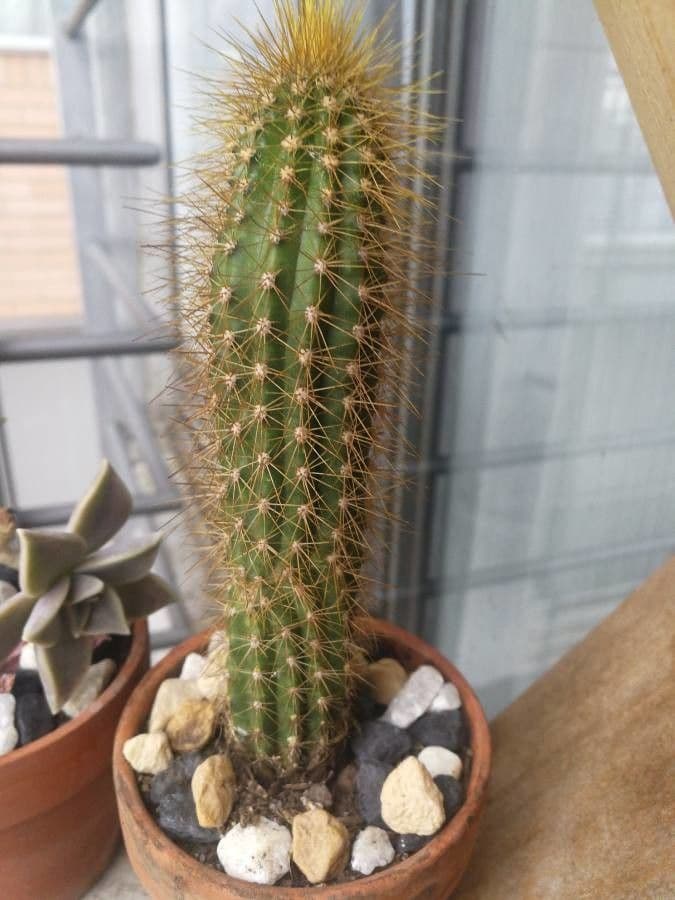 Pilosocereus 5