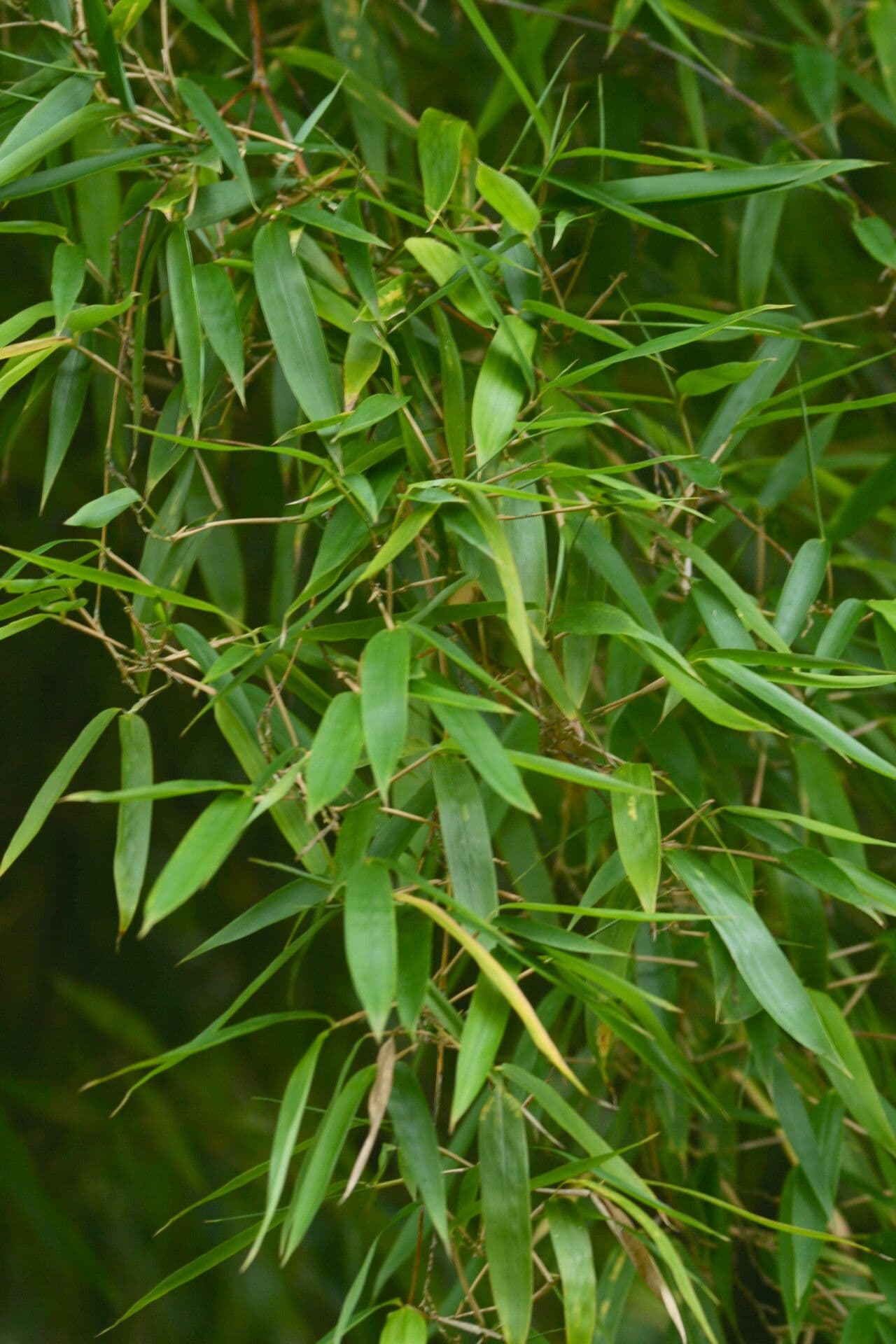 Bambù
