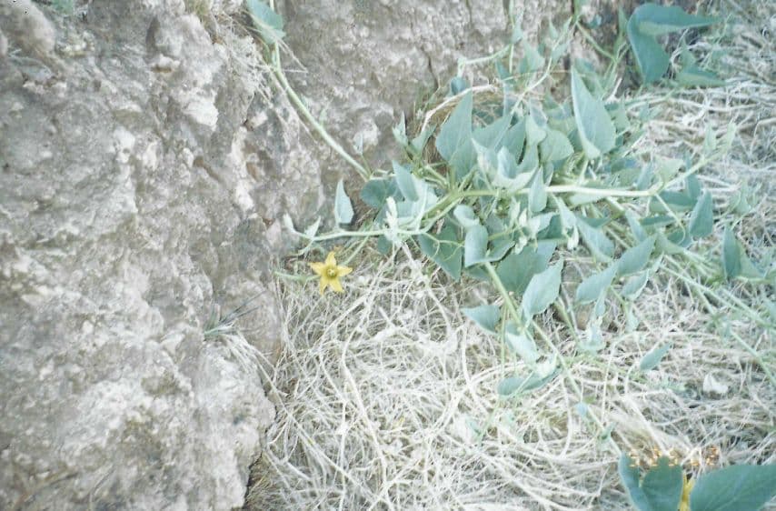 Zucca fetida 24