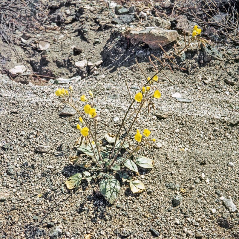 Chylismia krátkonohá 6