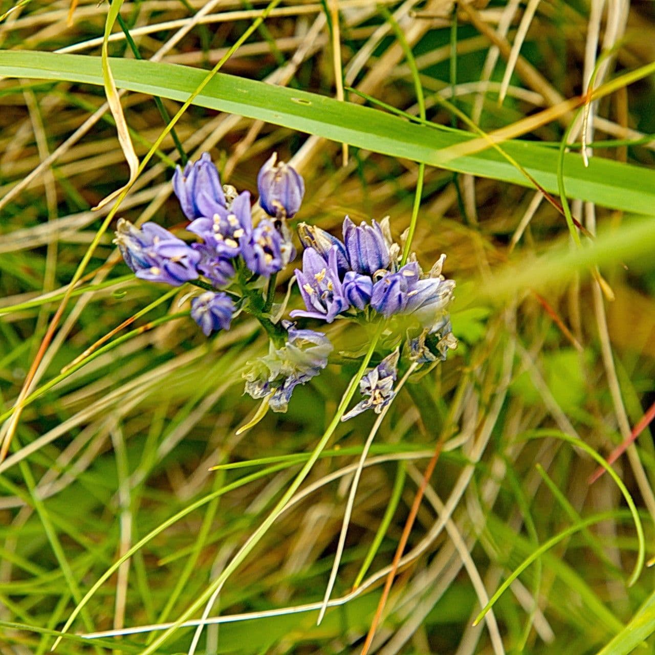 Triteleia grandiflora 7