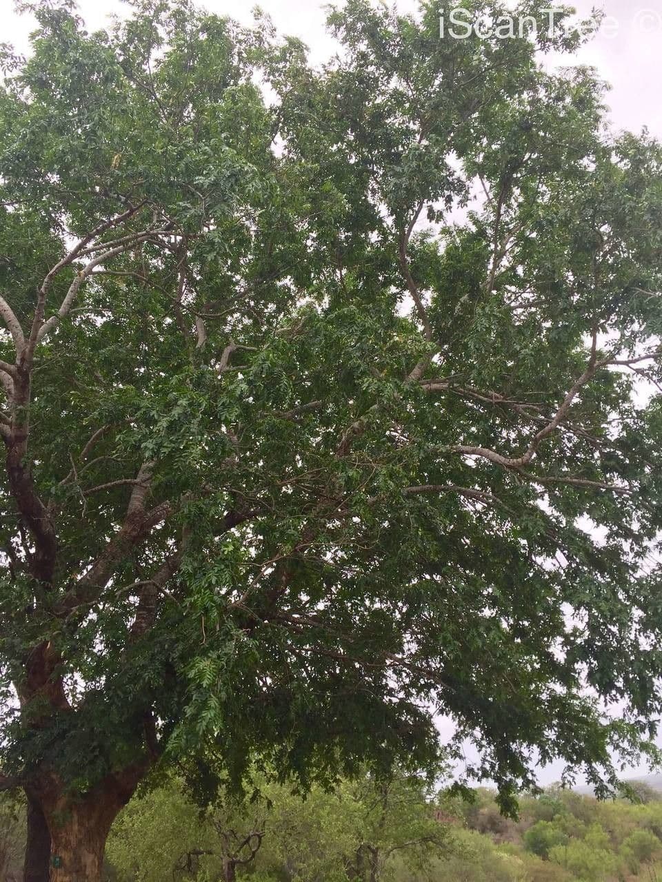 Xanthocercis 6