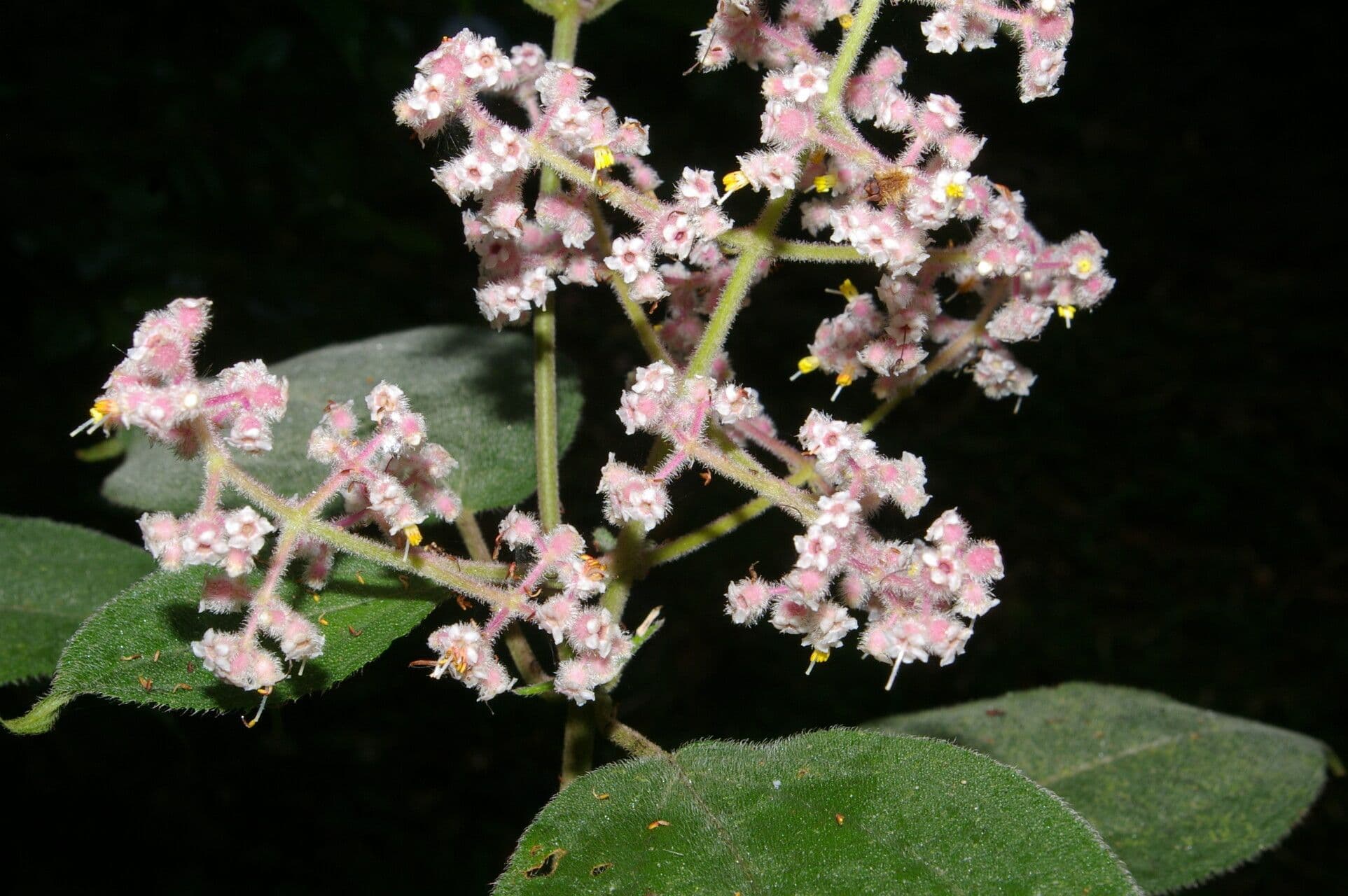 Miconia 3