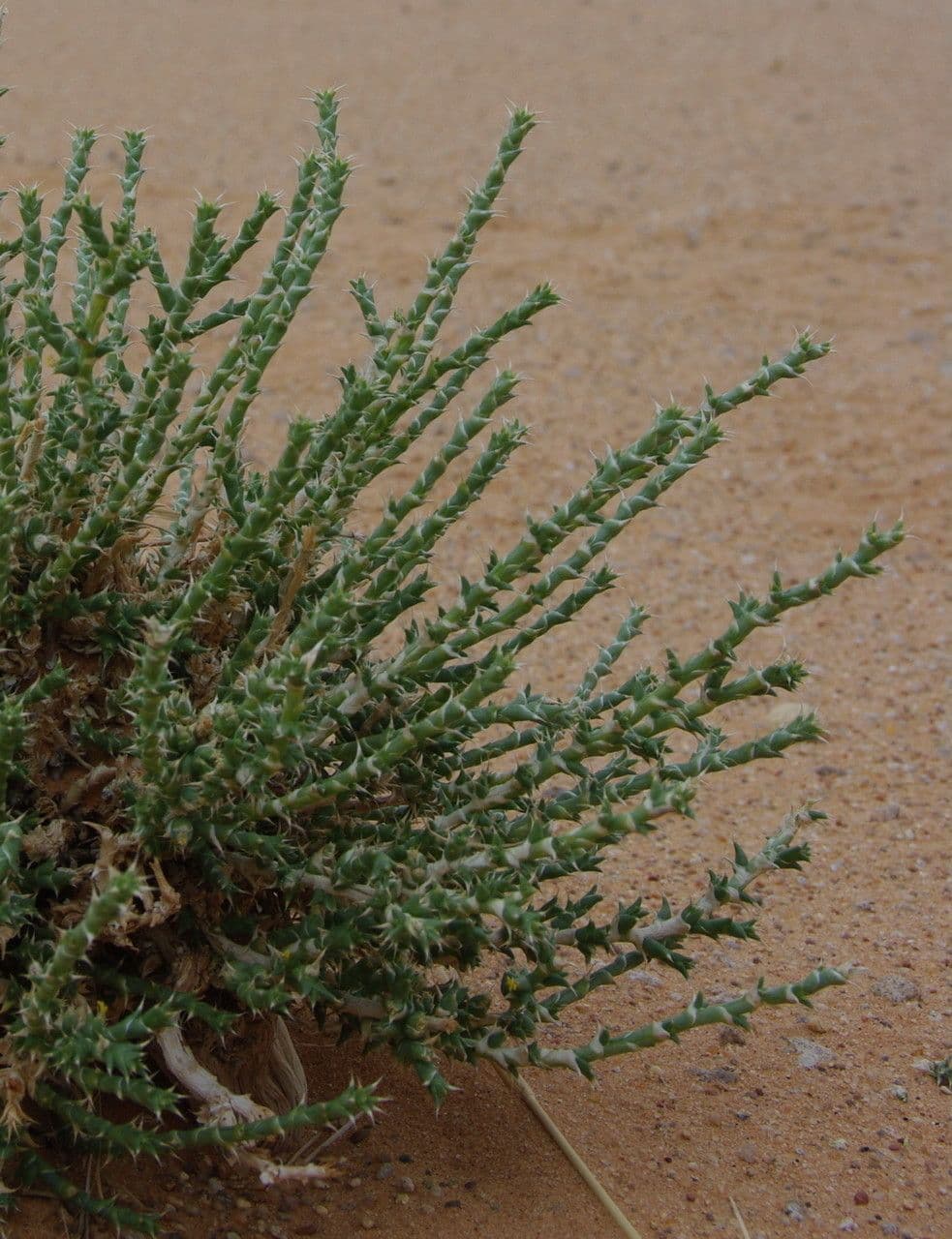 Cornulaca 11