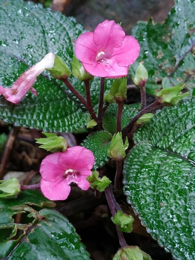 Episcia cupreata 13