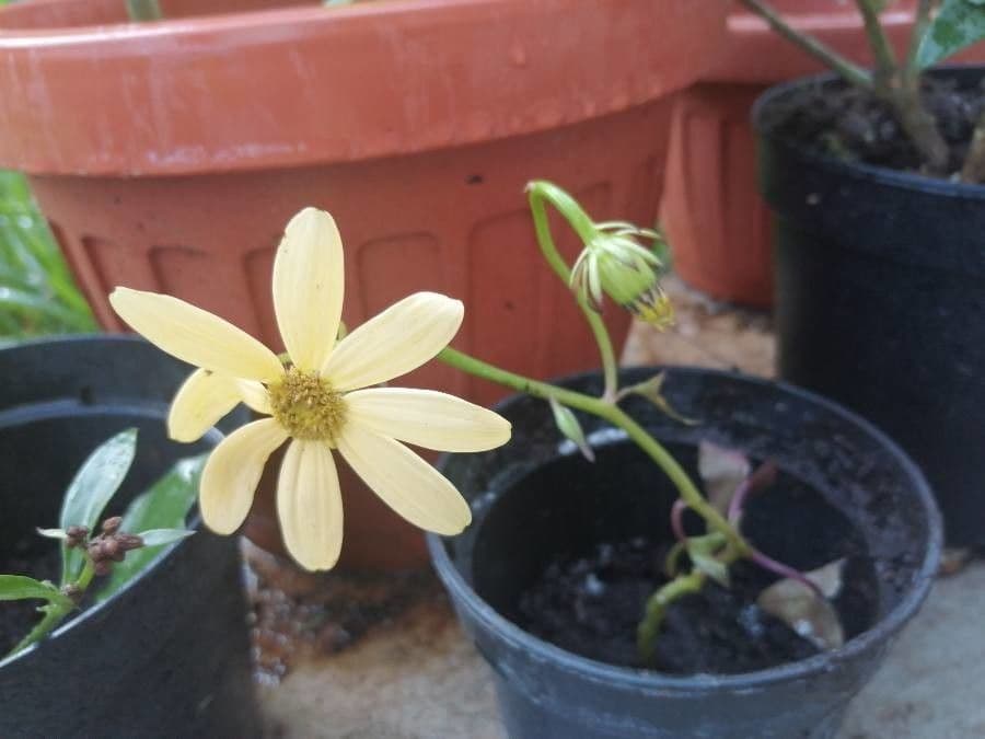 Senecio