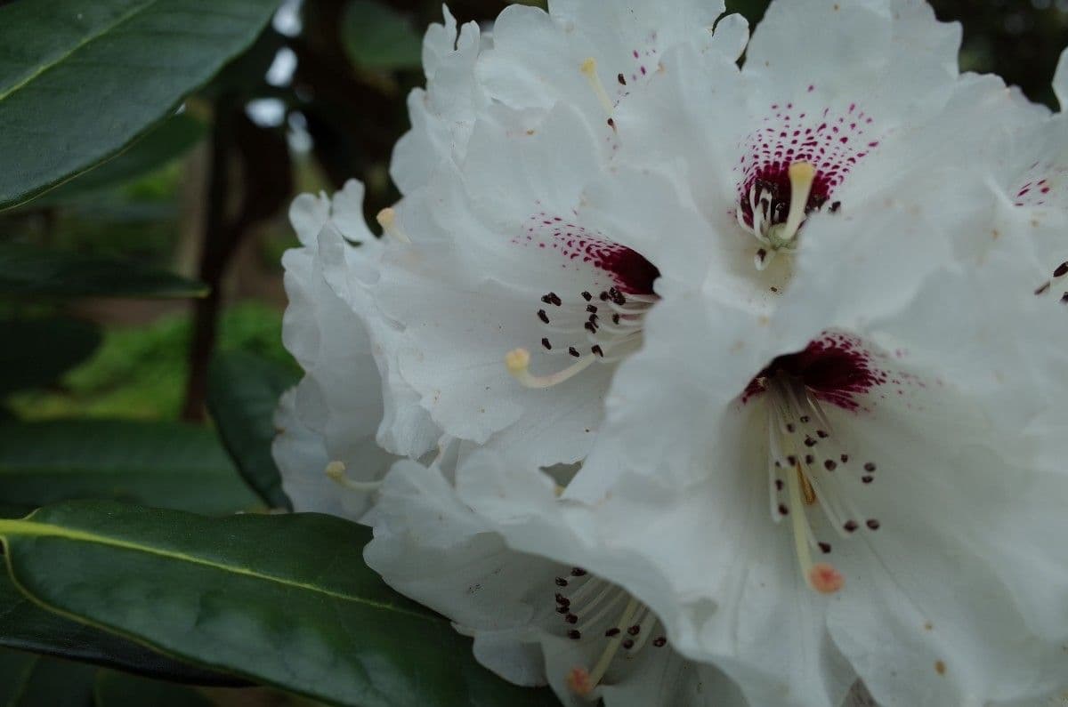 Rododendro