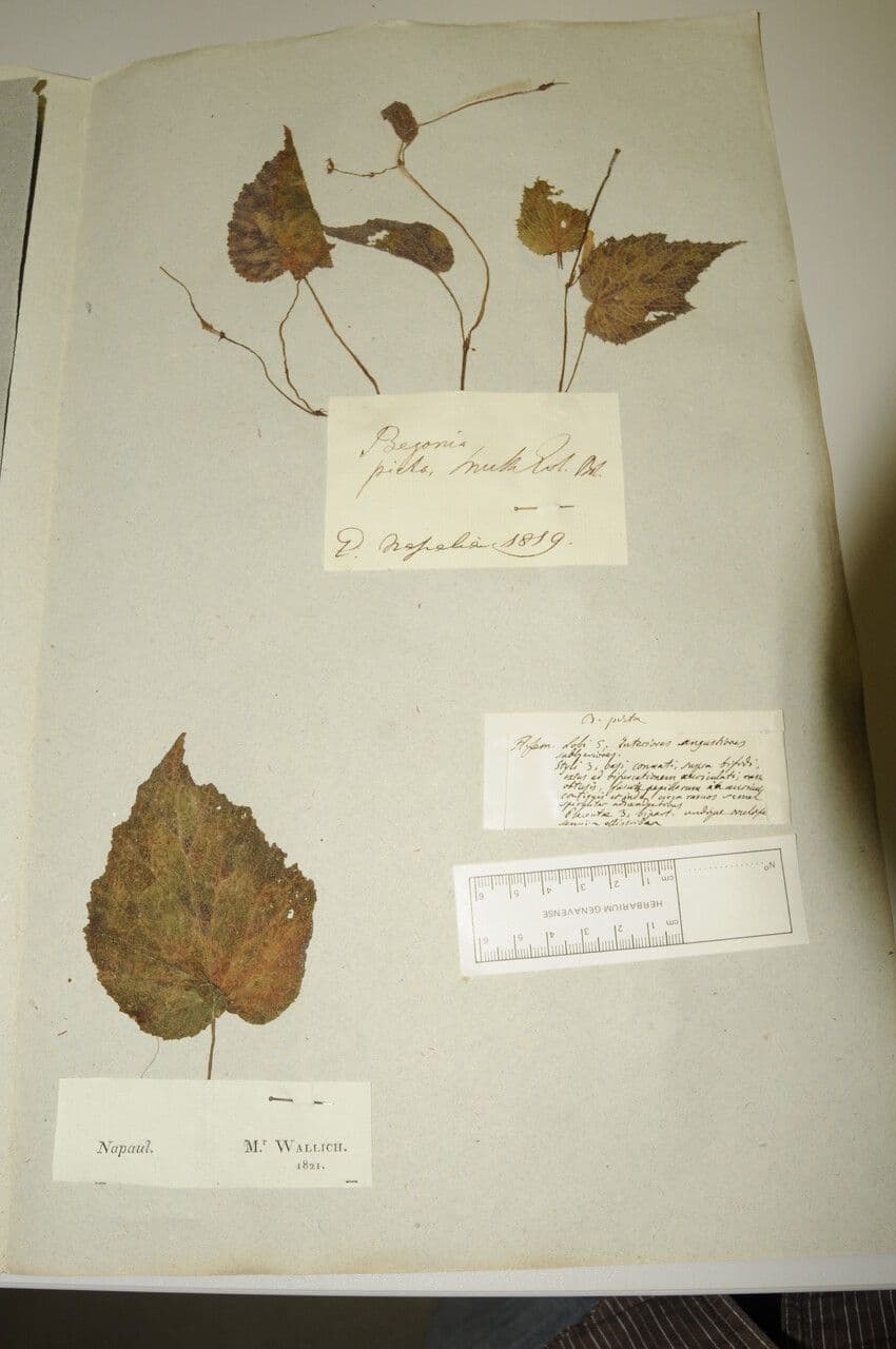 Begonia dipinta 23