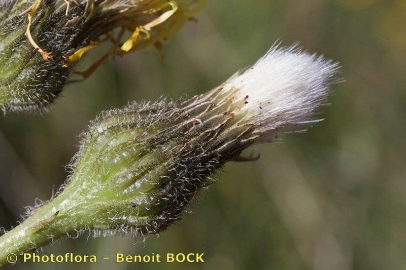 Hypochaeris uniflora 3
